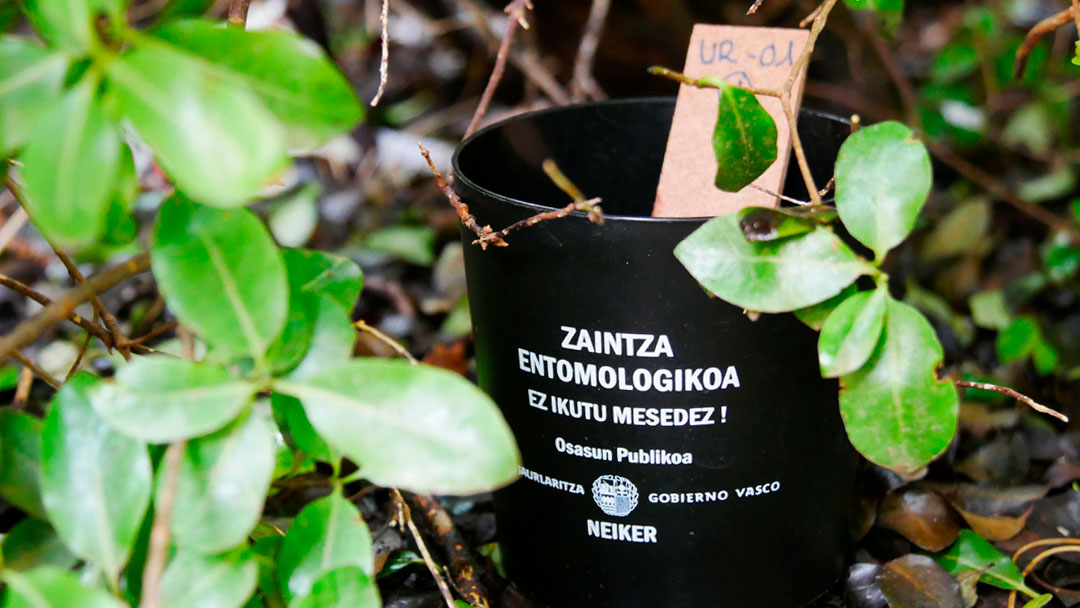 Eltxo tigrearen detekzio kanpaina Legazpin