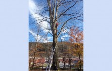 Se ha cortado un árbol del parque Agirre-Etxeberri